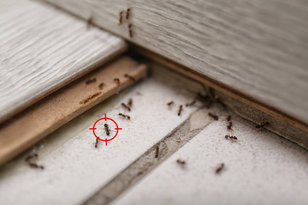 Pest Control for Restaurants in Fruitland, MD