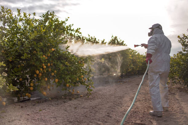 Best Bed Bug Extermination  in Fruitland, MD