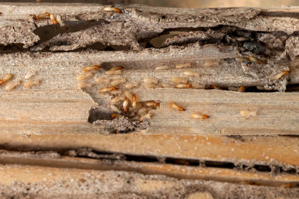 Best Pest Prevention Services  in Fruitland, MD