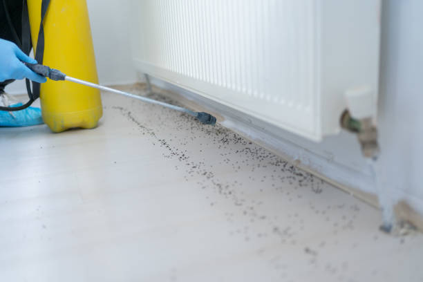 Best Wasp Removal Services  in Fruitland, MD