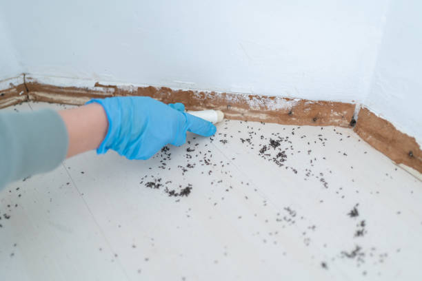 Best Local Pest Control Services  in Fruitland, MD